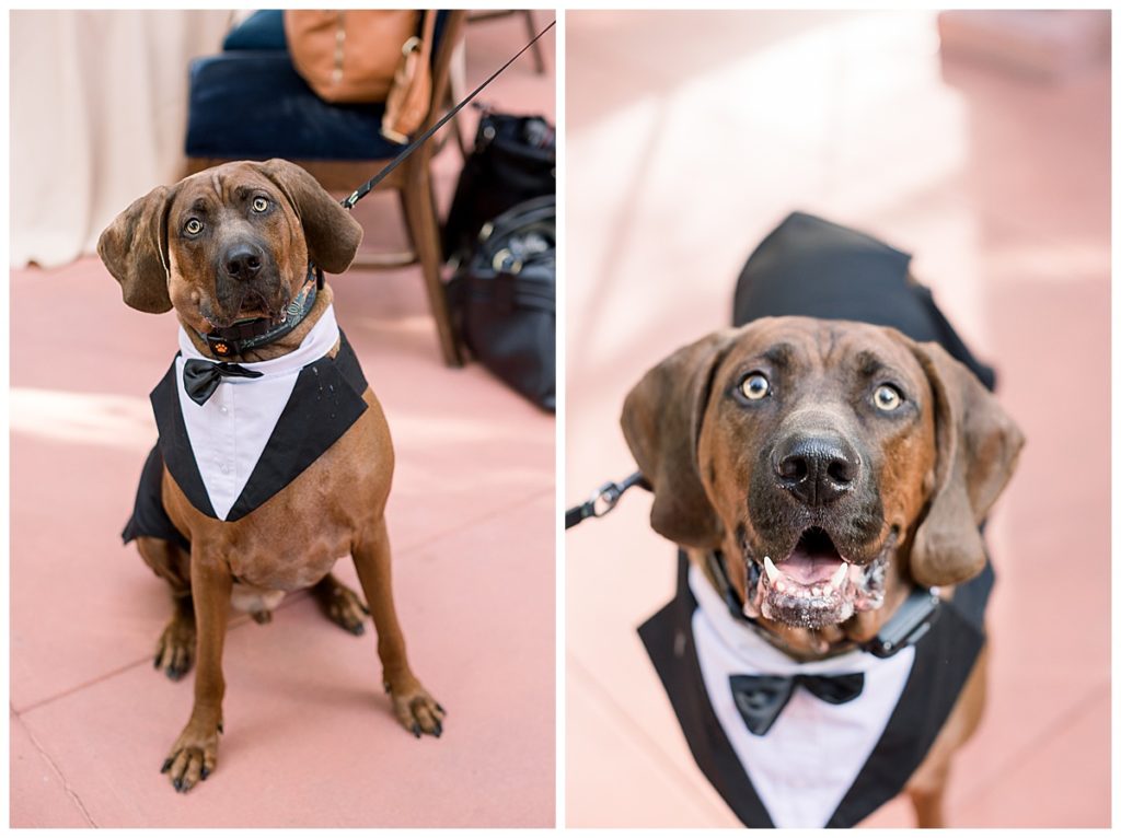 A dog in a suit at a fall El Chorro Wedding